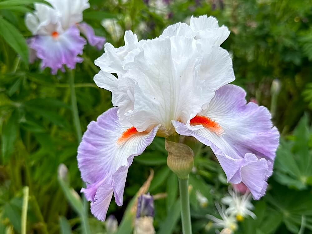Iris 'Linda Nelson'